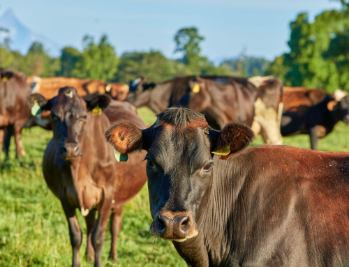 Carne bovina chilena proyecta crecimiento internacional