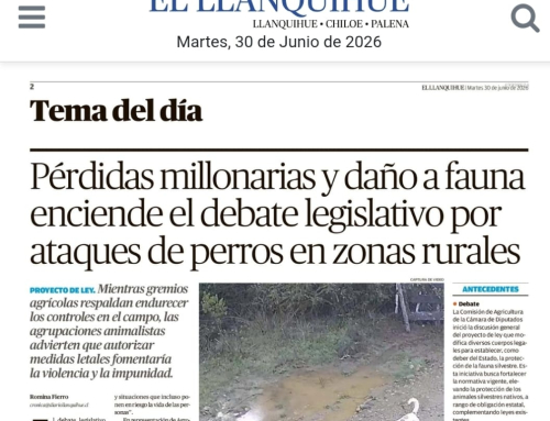 Agrollanquihue advierte impacto de ataques de perros en zonas rurales y llama a avanzar en soluciones efectivas